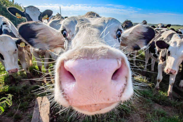 Funny cow